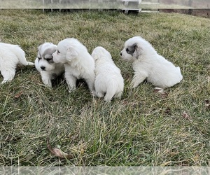 Great Pyrenees Puppy for Sale in BLOSERVILLE, Pennsylvania USA