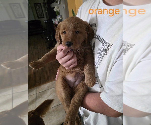 Medium Photo #4 Golden Retriever Puppy For Sale in CALABASH, NC, USA