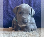 Small #11 Great Dane