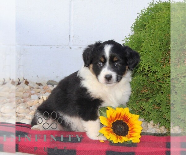 Medium Photo #2 Miniature Australian Shepherd Puppy For Sale in OXFORD, PA, USA