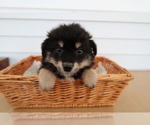 Australian Shepherd-Poodle (Toy) Mix Puppy for sale in KALAMAZOO, MI, USA