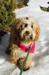 Small Photo #1 Australian Labradoodle Puppy For Sale in LONDONDERRY, NH, USA