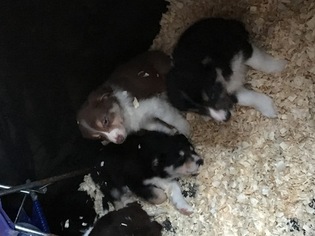 Border Collie Puppy for sale in EAST HADDAM, CT, USA