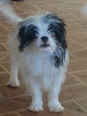 Japanese Chin Puppy for sale in TUCSON, AZ, USA