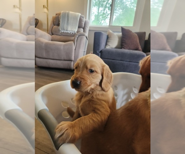 Medium Photo #2 Golden Retriever Puppy For Sale in REEDSBURG, WI, USA