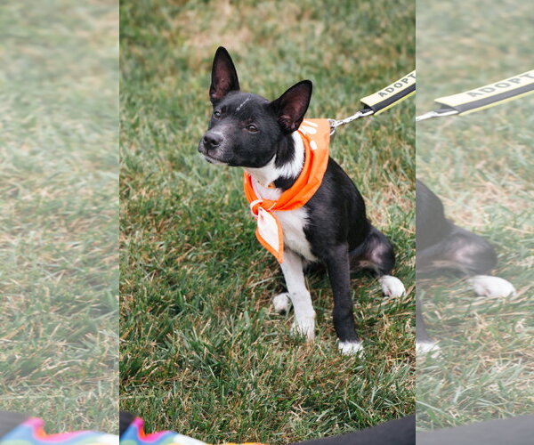 Medium Photo #4 Mutt Puppy For Sale in Oakhurst, NJ, USA