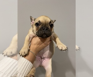 French Bulldog Puppy for sale in HOFFMAN EST, IL, USA