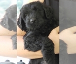 Small #3 Schnoodle (Giant)
