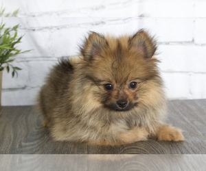 Pomeranian Puppy for sale in RED LION, PA, USA