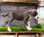 Small #3 Great Dane
