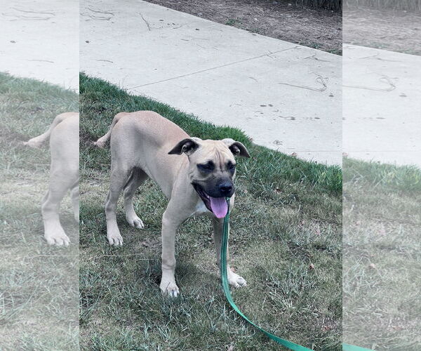 Medium Photo #5 Boxer-Rhodesian Ridgeback Mix Puppy For Sale in Crossville, AL, USA