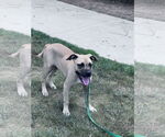 Small #4 Boxer-Rhodesian Ridgeback Mix