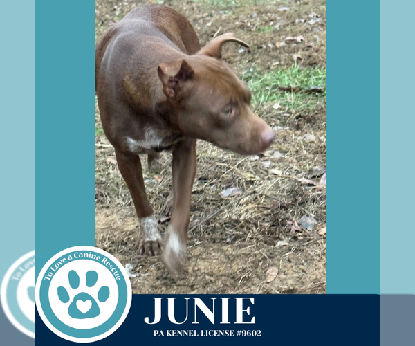 Medium Photo #2 Labrador Retriever-Unknown Mix Puppy For Sale in Kimberton, PA, USA