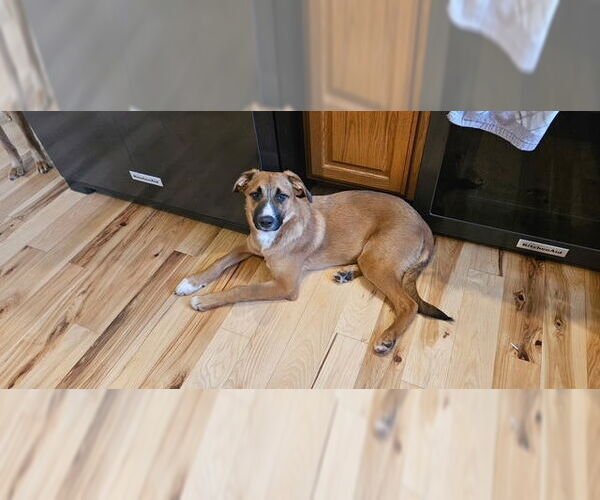 Medium Photo #8 Australian Shepherd-Unknown Mix Puppy For Sale in MIDWAY, UT, USA