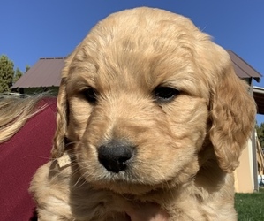 Goldendoodle Puppy for sale in ALTAMONT, UT, USA
