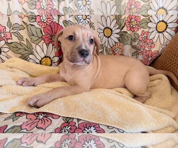 Medium Photo #1 Muscle Mastiff Puppy For Sale in Pompano Beach , FL, USA