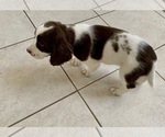 Small Photo #2 English Springer Spaniel Puppy For Sale in FREEHOLD, NJ, USA
