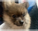 Small Photo #9 Pomeranian Puppy For Sale in GOSHEN, NY, USA