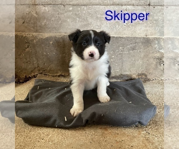 Medium Photo #5 Border Collie Puppy For Sale in BLOOMINGTON, WI, USA