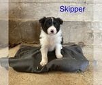 Small Photo #5 Border Collie Puppy For Sale in BLOOMINGTON, WI, USA
