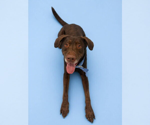Medium Photo #5 Labrador Retriever Puppy For Sale in Sandy, UT, USA