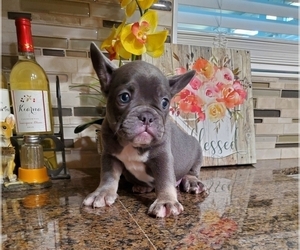 French Bulldog Puppy for sale in RIVERSIDE, CA, USA