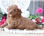 Small Photo #10 Cavapoo Puppy For Sale in JONES, MI, USA