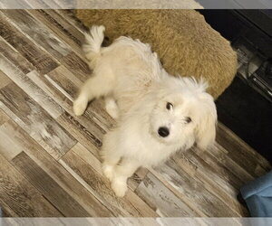 Spider-Man - great puppy power! - Male Cock-A-Tzu Dog for Adoption - Photo #2