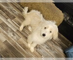 Small Photo #2 Cock-A-Tzu Puppy For Sale in Oakhurst, NJ, USA