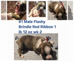 Puppy Red Ribbon 1 Boxer