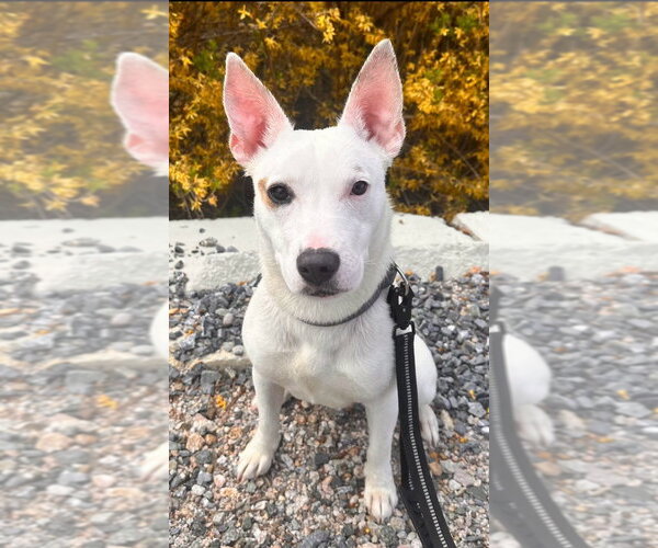 Medium Photo #2 Mutt Puppy For Sale in Walnutport, PA, USA