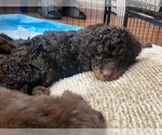 Small Photo #61 Golden Mountain Doodle  Puppy For Sale in REYNOLDSBURG, OH, USA