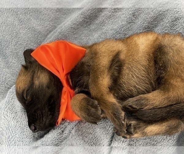 Medium Photo #119 Belgian Malinois Puppy For Sale in REESEVILLE, WI, USA