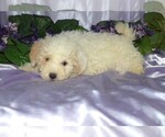 Small Photo #3 Maltipoo Puppy For Sale in BARNESVILLE, KS, USA