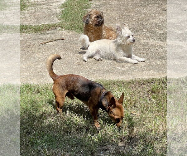 Medium Photo #8 Rat-Cha Puppy For Sale in Oakhurst, NJ, USA