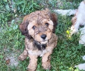 Cavapoo (Miniature) Puppy for sale in CAYUGA, NY, USA