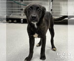 Small Colonial Cocker Spaniel-Retriever  Mix