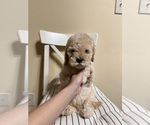 Small #8 Cockapoo (Miniature)