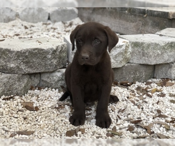 Medium Photo #3 Labrador Retriever Puppy For Sale in BROOKSVILLE, FL, USA