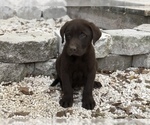 Small Photo #3 Labrador Retriever Puppy For Sale in BROOKSVILLE, FL, USA
