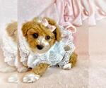 Small Photo #12 Poodle (Toy) Puppy For Sale in PEMBROKE PINES, FL, USA