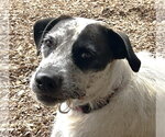 Small German Wirehaired Pointer-Pointer Mix