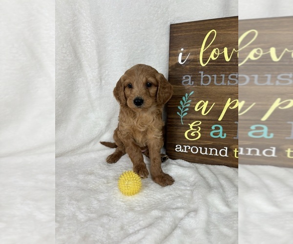 Medium Photo #2 Goldendoodle (Miniature) Puppy For Sale in GREENFIELD, IN, USA