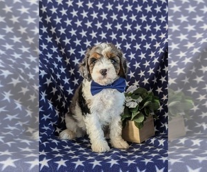 Cavapoo Puppy for sale in NEW HOLLAND, PA, USA
