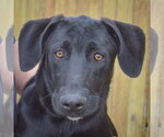 Small Weimaraner Mix