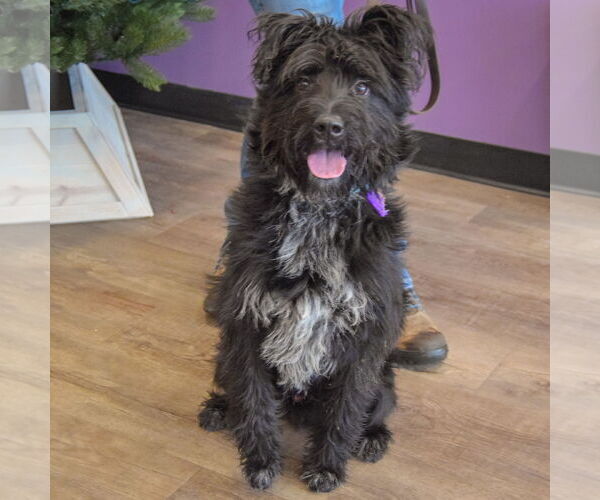 Medium Photo #5 Mutt Puppy For Sale in Huntley, IL, USA