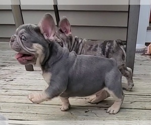 French Bulldog Puppy for Sale in BOSTON, Kentucky USA