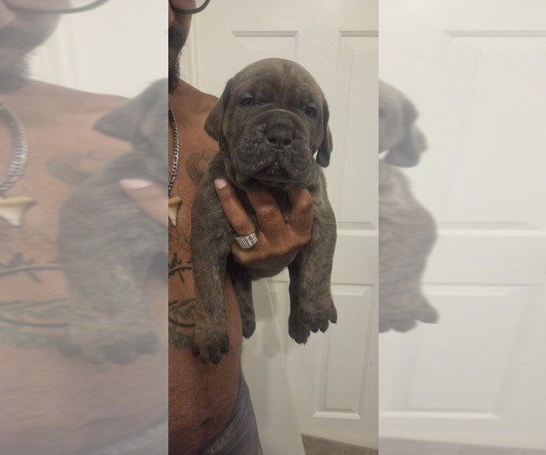 Medium Photo #1 Cane Corso Puppy For Sale in HENDERSON, NV, USA