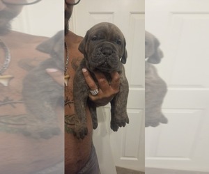 Cane Corso Puppy for sale in HENDERSON, NV, USA