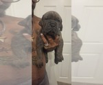 Image preview for Ad Listing. Nickname: 4 Puppies